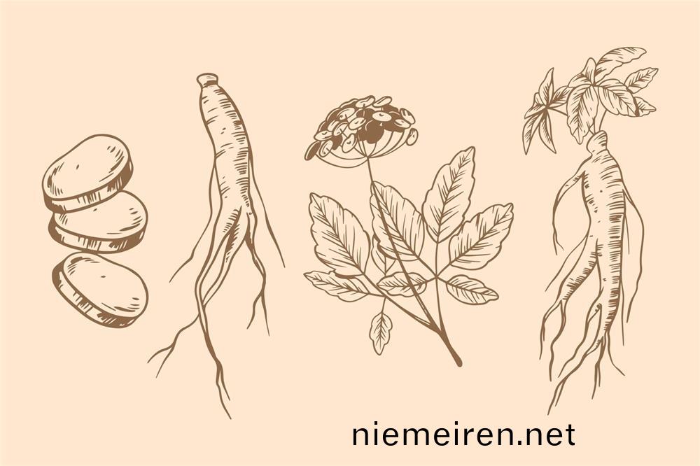 環(huan)黃(huang)芪(qi)醕